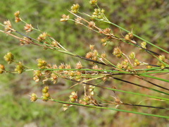 Juncus marginatus