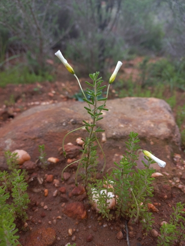 Sticky Sorrel (Oxalis viscosa)