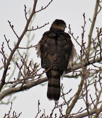Accipiter cooperii