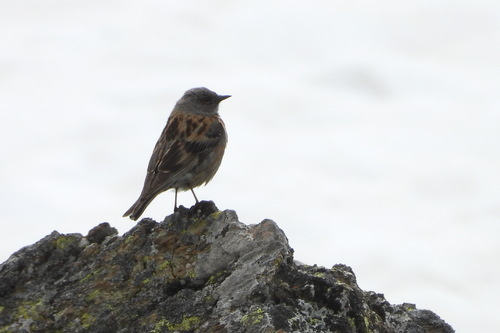 Altai Accentor (Prunella himalayana), photo 8