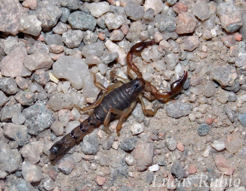 Bothriurus olaen · iNaturalist