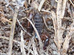 Bothriurus cordubensis