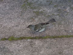 Fringilla coelebs moreletti