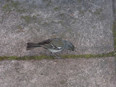 Fringilla coelebs moreletti