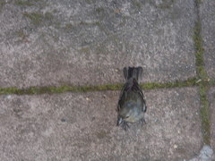 Fringilla coelebs moreletti