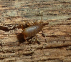 Myrmecophilus pergandei