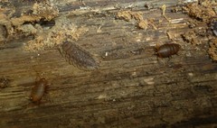 Myrmecophilus pergandei