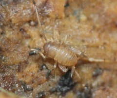 Myrmecophilus pergandei