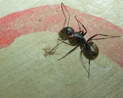 Myrmecophilus pergandei
