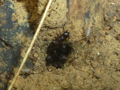 Myrmecophilus pergandei