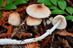 Leucoagaricus infuscatus