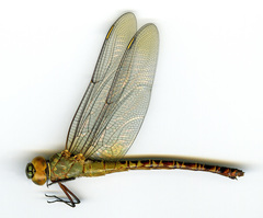 Coryphaeschna viriditas