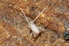 Myrmecophilus pergandei