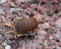 Myrmecophilus pergandei