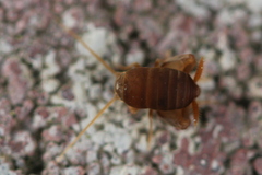 Myrmecophilus pergandei