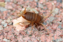 Myrmecophilus pergandei