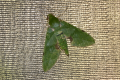 Euchloron megaera