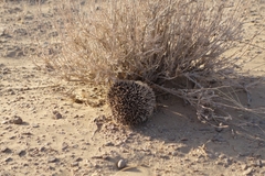 Hemiechinus auritus