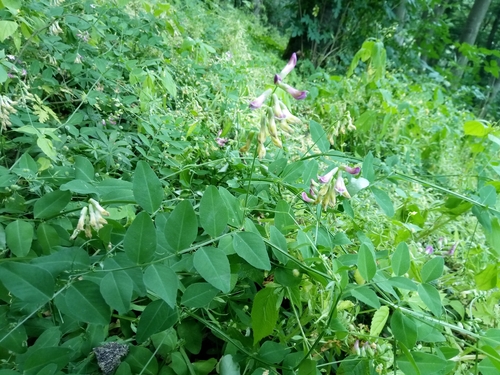 Image of Vicia dumetorum by (c) Vladimír Fuka, some rights reserved (CC BY)