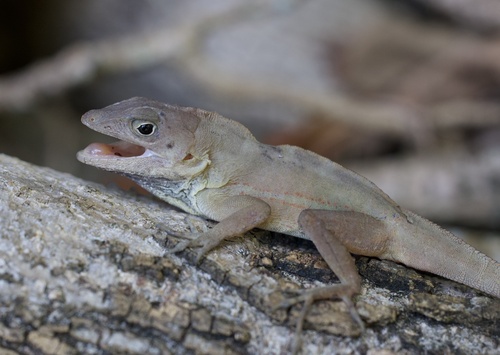 Largehead Anole (Anolis cybotes)