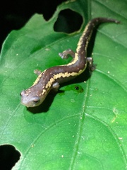 Bolitoglossa odonnelli image