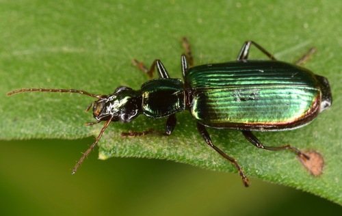 Calleida viridipennis photo 2