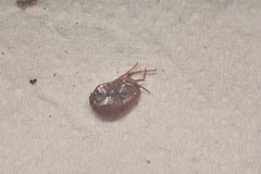 Arcitalitrus sylvaticus