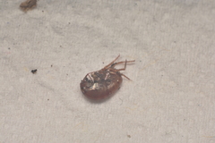 Arcitalitrus sylvaticus
