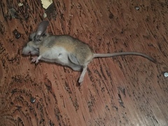 Peromyscus truei