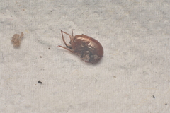 Arcitalitrus sylvaticus