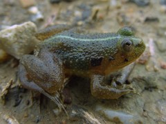 Occidozyga lima