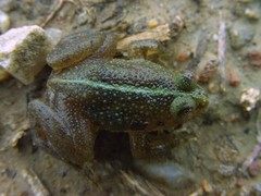 Occidozyga lima