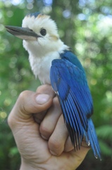 Pacific Kingfisher photo 4