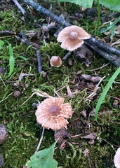 Inocybe subradiata