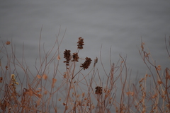 Glycyrrhiza lepidota