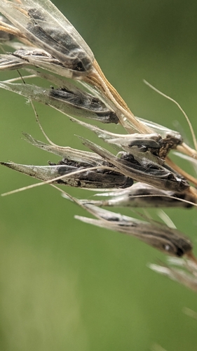 Ustilago perennans