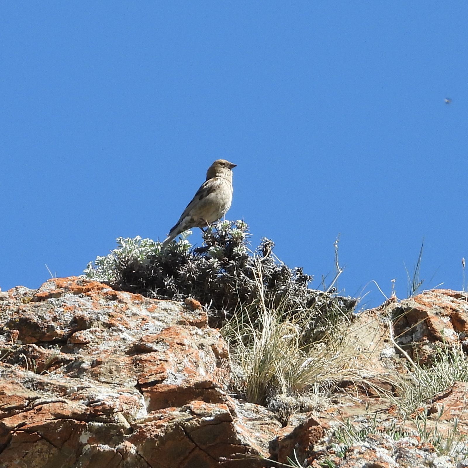 Plain Mountain Finch (Leucosticte nemoricola)