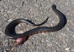 Helicops leopardinus