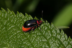 Kuschelina gibbitarsa