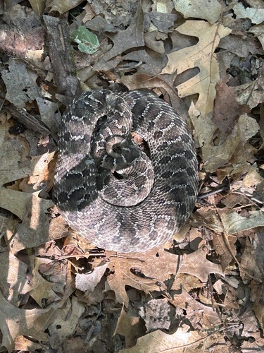 Plains Hognose Snake photographed in Minnesota