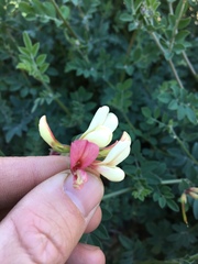 Acmispon grandiflorus grandiflorus