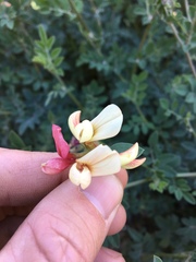 Acmispon grandiflorus grandiflorus