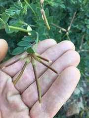 Acmispon grandiflorus grandiflorus