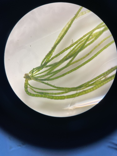 Chaetomorpha aerea observed 2023-07-07