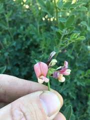 Acmispon grandiflorus grandiflorus
