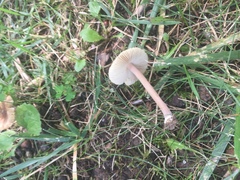 Inocybe subradiata