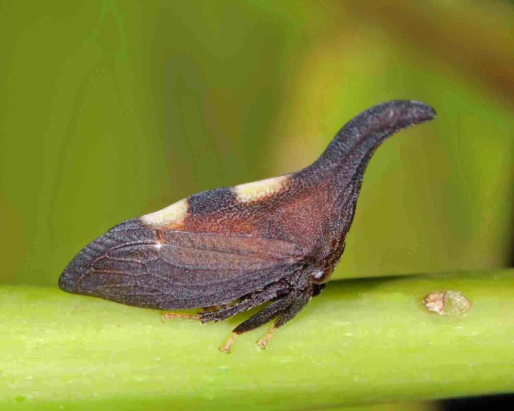 Two-marked Treehopper Complex from Groton, MA, USA on July 7, 2023 at ...
