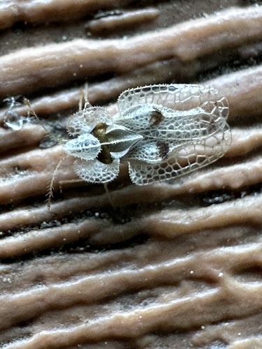 Sycamore lace bug