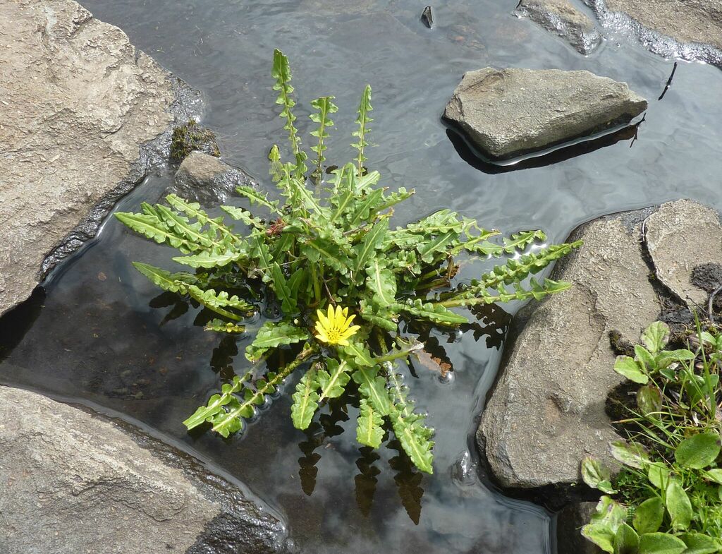 Haplocarpha hastata