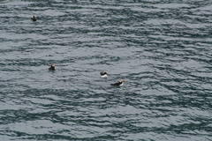 Fratercula corniculata